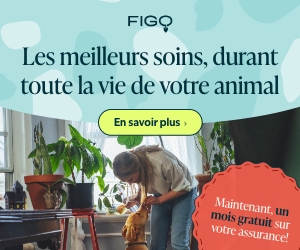 Assurance Figo chien