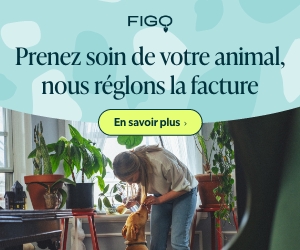 Assurance Figo chien