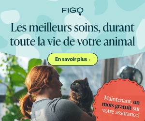 Assurance Figo chat