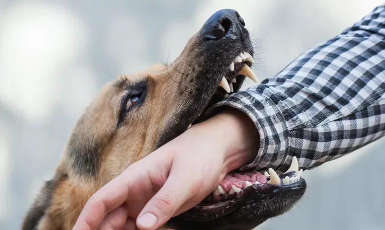 Morsure de chien sur la main