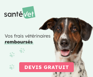 Assurance SantéVet chien